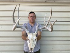 144 wild whitetail for sale  Delphos