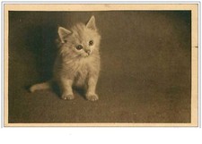 Chats. 1787.chaton blanc d'occasion  France