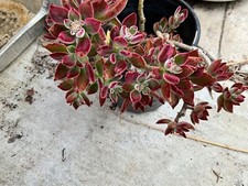 Cuttings rare red for sale  Manteca