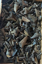 50g haizähne versteinerte gebraucht kaufen  Gronau