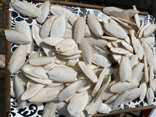 Cuttle fish bone for sale  BEXHILL-ON-SEA