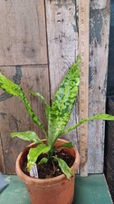 Dracaena malachite super for sale  Newburyport