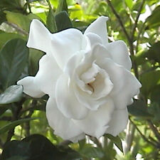 Gardenia crown jewels for sale  PETERBOROUGH