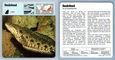 Snakehead bony fish for sale  SLEAFORD