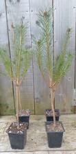 Pinus sylvestris scots for sale  GALASHIELS