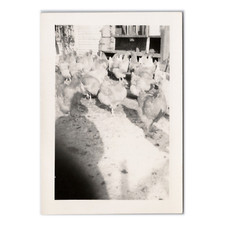 Flock chickens photographer for sale  Portland