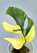 Schöne rhaphidophora tetraspe gebraucht kaufen  Obertshausen
