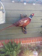 Taxidermy male ring for sale  BILLINGHAM