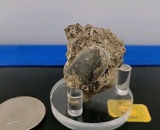 Real dinosaur egg for sale  Belleville