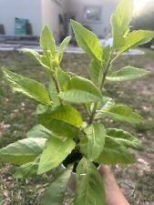 Cup longevity spinach for sale  Sarasota