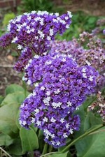 LIMONIUM PEREZII 'ATLANTIS', PEREZ'S SEA LAVANDER comprar usado  Enviando para Brazil