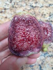 Ponte tresa fig for sale  Oceanside