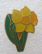marie curie daffodil for sale marie curie daffodil for sale LEIGH