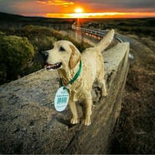 Cute dog figurine for sale  Oceanside