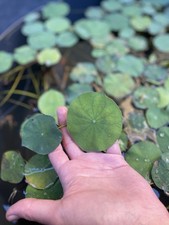 Lotusblumen nanobecken minitei gebraucht kaufen  Ingolstadt