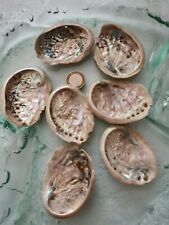 Stück paua abalone gebraucht kaufen  Lübeck