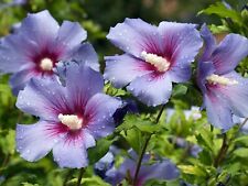 100 graines hibiscus d'occasion  Neuilly-sur-Marne