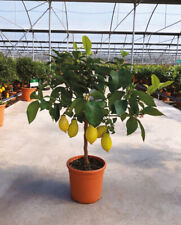 Limone lunario citrus usato  Valmacca