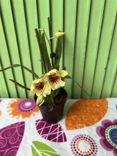 Miltoniopsis hawaiian punch for sale  Brooklyn