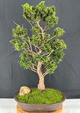 Trained hinoki cypress for sale  Patchogue