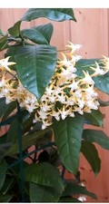 Hoya multiflora sv406 gebraucht kaufen  Walsrode