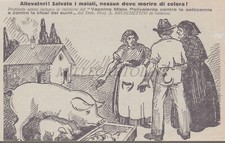 Colera maiali vaccino usato  Roma