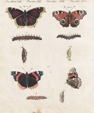 Trauermantel admiral butterfly gebraucht kaufen  Seubersdorf