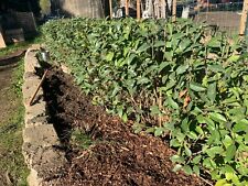 Privet hedge live for sale  Nicasio