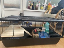 Grosvenor large syrian for sale  SWANSEA