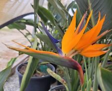 Strelitzia reginae orange for sale  Hollywood