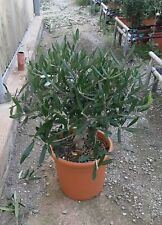 Olivo ulivo olea usato  Valmacca