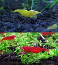Neocaridina shrimp duo for sale  Dacula
