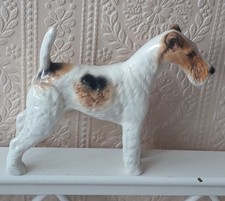 Wire haired fox for sale  LONDON