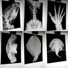 Imagem de raio X em filme fotográfico caixa de luz arte ossos 230x160mm Halloween, usado comprar usado  Enviando para Brazil