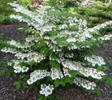 Shasta viburnum plicatum for sale  Pelzer