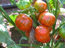 Piante melanzana rossa usato  Amendolara