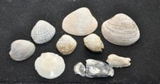 Conchiglia fossile bivalva usato  Casalpusterlengo