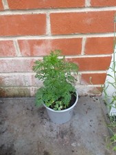 larkspur for sale larkspur for sale SOUTHAMPTON
