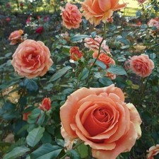 Rose ashram apricot for sale  UXBRIDGE