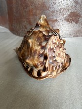 Natural shell seashell for sale  Lakeville
