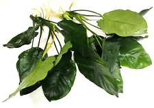 Anubias barteri broad for sale  PLYMOUTH