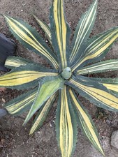 Agave americana striated for sale  Vista