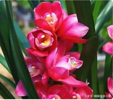 Two cymbidium sp. for sale  Chicago