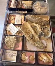 Collection coquillages fossile d'occasion  Champigny-sur-Marne