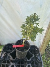 Acer palmatum aoba for sale  Hendersonville
