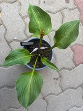 Hosta funkie chiemsee gebraucht kaufen  Westerrönfeld