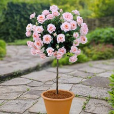 Patio standard pink for sale  PETERBOROUGH