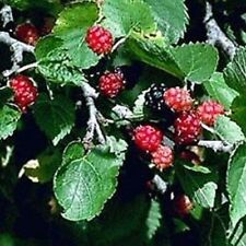 Morus nigra black for sale  CRANBROOK