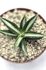Agave horrida mediopicta usato  Roma