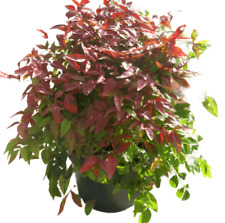 Nandina domestica 5gallon for sale  Modesto